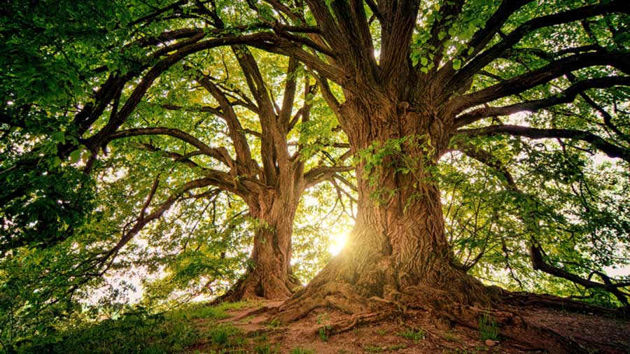 Baum-Feeling-Tour im Stadtpark