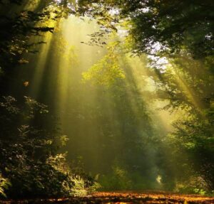 Naturspriritueller Wald